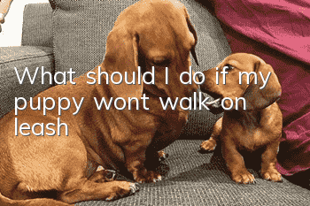 What should I do if my puppy won’t walk on leash?