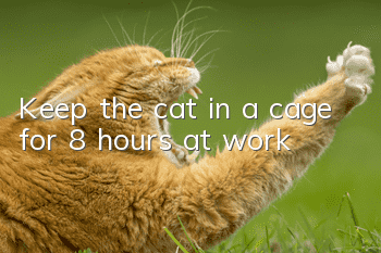 Keep the cat in a cage for 8 hours at work