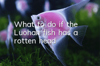 What to do if the Luohan fish has a rotten head