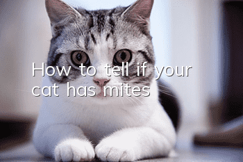 How to tell if your cat has mites?