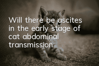 Will there be ascites in the early stage of cat abdominal transmission?