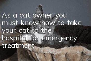 As a cat owner, you must know how to take your cat to the hospital for emergency treatment!