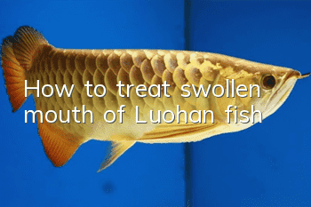 How to treat swollen mouth of Luohan fish