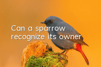 Can a sparrow recognize its owner?