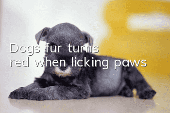 Dog's fur turns red when licking paws