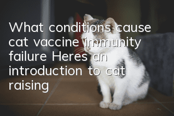 What conditions cause cat vaccine immunity failure? Here’s an introduction to cat raising!