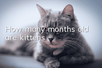 How many months old are kittens?