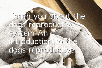 Teach you about the dog’s reproductive system? An introduction to the dog’s reproductive system!