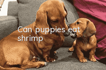 Can puppies eat shrimp?