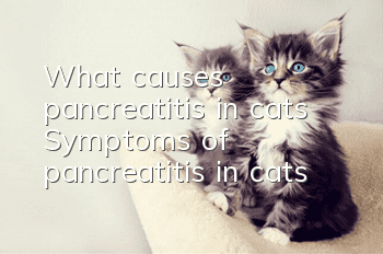 What causes pancreatitis in cats? Symptoms of pancreatitis in cats