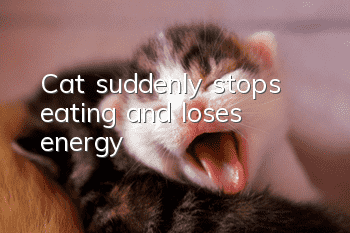 Cat suddenly stops eating and loses energy