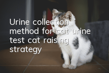 Urine collection method for cat urine test, cat raising strategy!