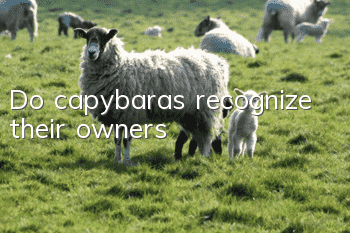 Do capybaras recognize their owners?