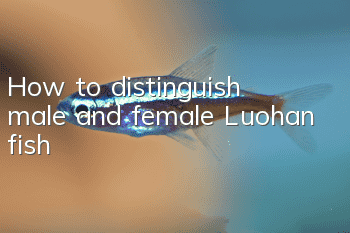 How to distinguish male and female Luohan fish