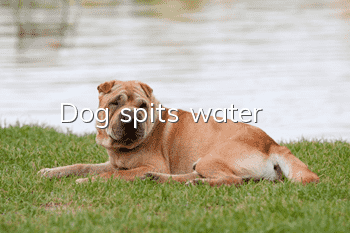 Dog spits water