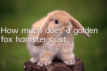 How much does a golden fox hamster cost?