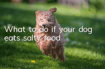 What to do if your dog eats salty food