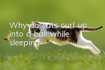 Why do cats curl up into a ball while sleeping?