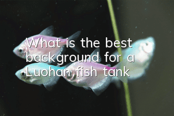 What is the best background for a Luohan fish tank?