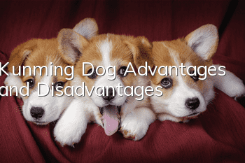 Kunming Dog Advantages and Disadvantages