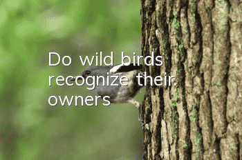 Do wild birds recognize their owners?