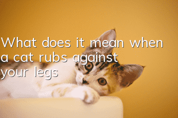 What does it mean when a cat rubs against your legs?