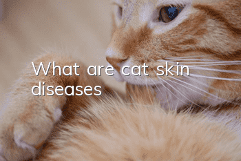 What are cat skin diseases?