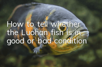 How to tell whether the Luohan fish is in good or bad condition