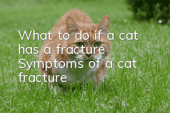 What to do if a cat has a fracture? Symptoms of a cat fracture