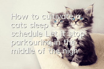 How to cultivate a cat’s sleep schedule? Let it stop parkouring in the middle of the night!