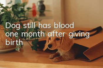 Dog still has blood one month after giving birth