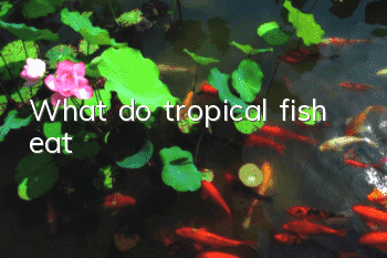 What do tropical fish eat?