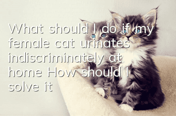 What should I do if my female cat urinates indiscriminately at home? How should I solve it?