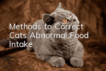 Methods to Correct Cat’s Abnormal Food Intake