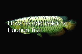 How to add color to Luohan fish