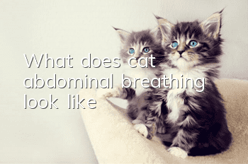 What does cat abdominal breathing look like?