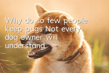 Why do so few people keep pugs? Not every dog ​​owner will understand!