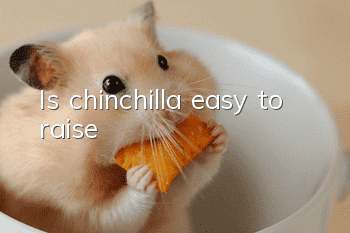 Is chinchilla easy to raise?