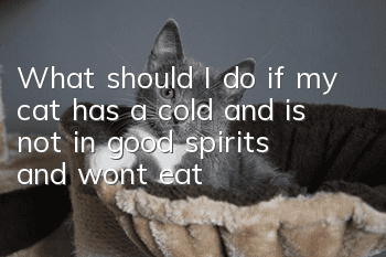 What should I do if my cat has a cold and is not in good spirits and won’t eat?