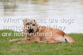 What diseases are dogs susceptible to if they are not neutered?