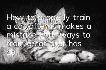 How to properly train a cat after it makes a mistake? Four ways to train a cat that has done something wrong!