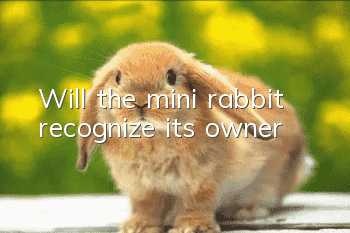 Will the mini rabbit recognize its owner?