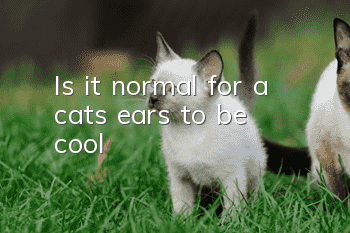 Is it normal for a cat’s ears to be cool?