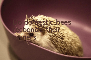 Do domestic bees recognize their owners?