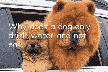 Why does a dog only drink water and not eat?