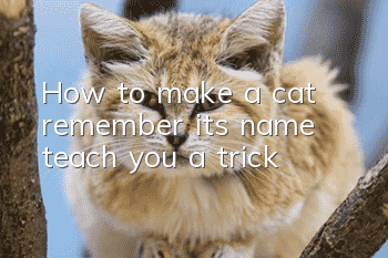 How to make a cat remember its name, teach you a trick!