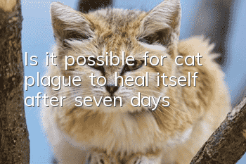 Is it possible for cat plague to heal itself after seven days?