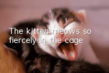 The kitten meows so fiercely in the cage