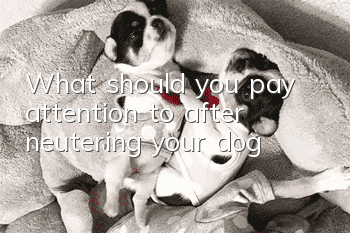 What should you pay attention to after neutering your dog?