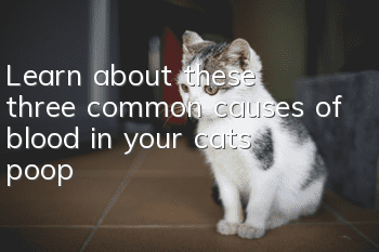 Learn about these three common causes of blood in your cat’s poop